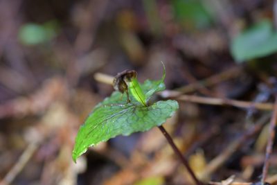 Corybas acuminatus, photographed by Christopher Stephens