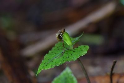 Corybas acuminatus, photographed by Christopher Stephens