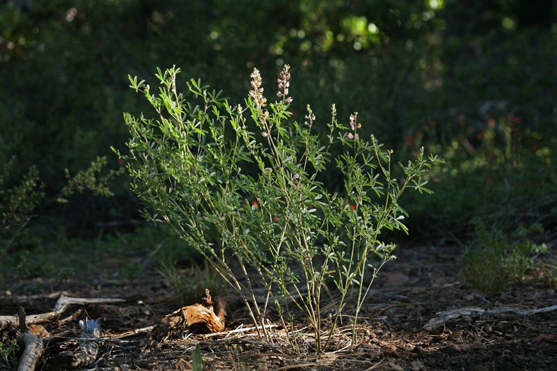 Lupinus andersonii, photographed by Steve Matson