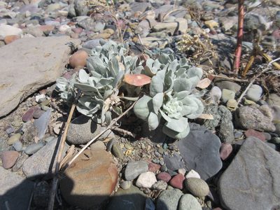 Physaria arctica, photographed by John W. Hancock