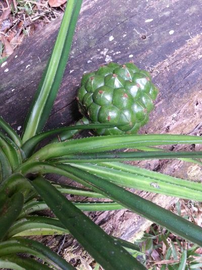 Pandanus tsaratananensis, photographed by bat (Maria Vorontsova)