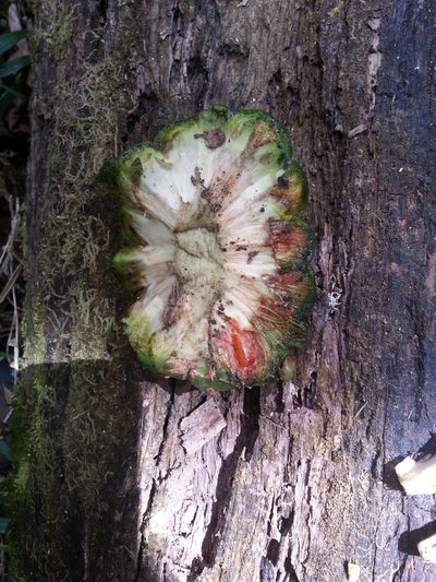 Pandanus tsaratananensis, photographed by bat (Maria Vorontsova)