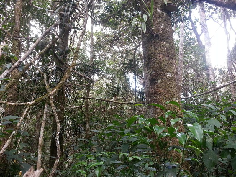 Pandanus tsaratananensis, photographed by bat (Maria Vorontsova)