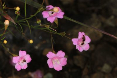 Agalinis decemloba, photographed by Judy Gallagher