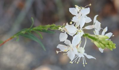 Oenothera glaucifolia, photographed by saltyhiker