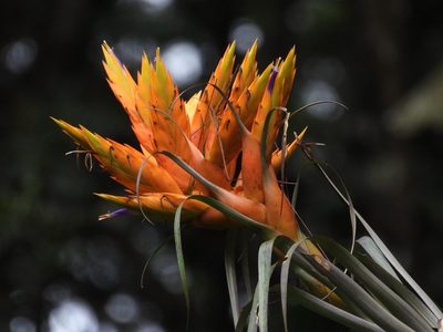 Tillandsia ponderosa, photographed by Grete Pasch