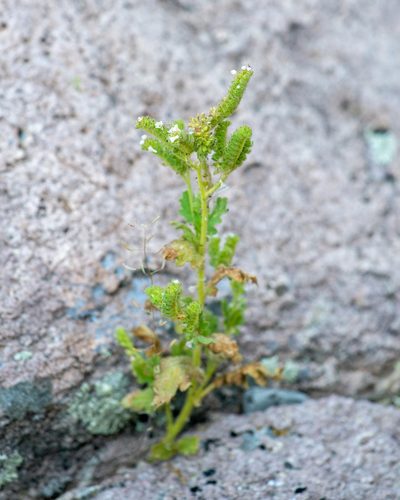 Phacelia anelsonii, photographed by Dominic Gentilcore