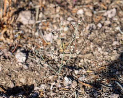 Eriogonum palmerianum, photographed by Dominic Gentilcore