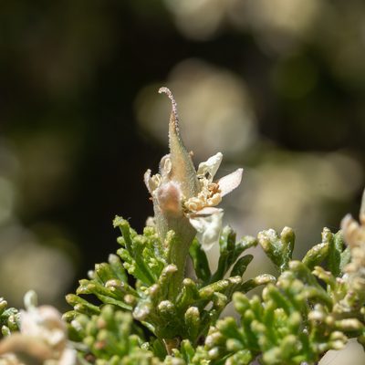 Purshia glandulosa, photographed by Dominic Gentilcore