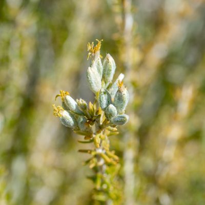 Tetradymia glabrata, photographed by Dominic Gentilcore