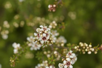 Kunzea tenuicaulis, photographed by Christopher Stephens