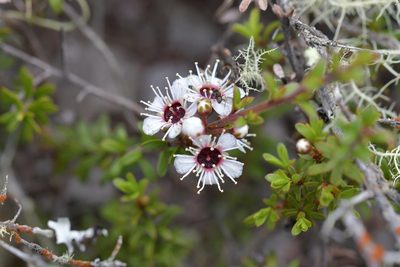 Kunzea tenuicaulis, photographed by Christopher Stephens