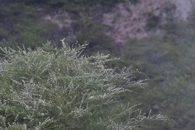 Kunzea tenuicaulis, photographed by Christopher Stephens