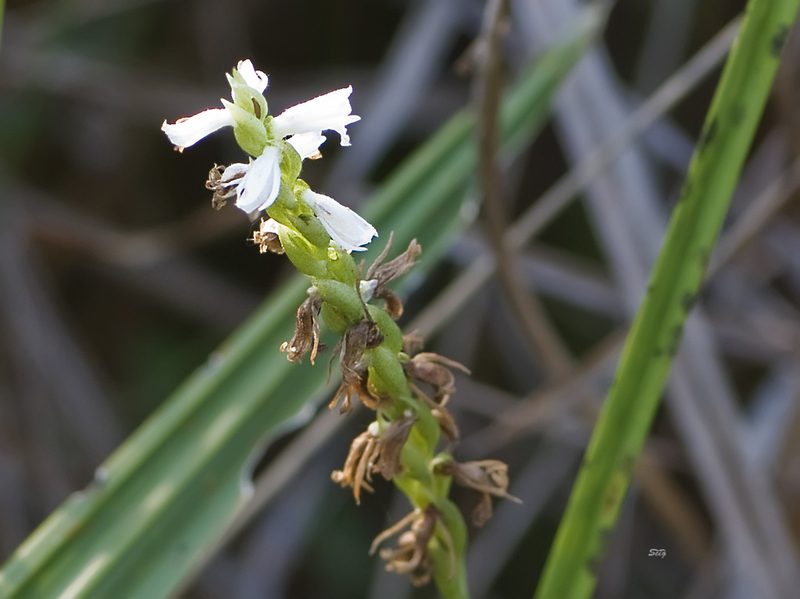 Spiranthes triloba, photographed by Seig
