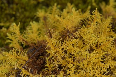 Thuidiopsis furfurosa, photographed by Christopher Stephens