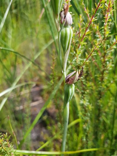 Calochilus uliginosus, photographed by Em Lamond