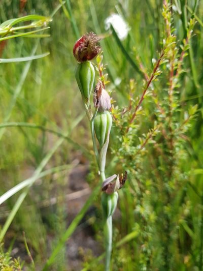 Calochilus uliginosus, photographed by Em Lamond