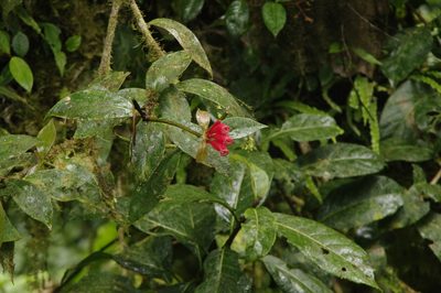 Hillia triflora, photographed by Eric Knight