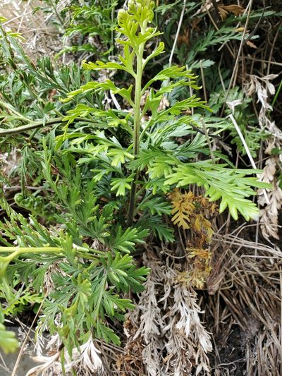 Asplenium chathamense, photographed by rempson