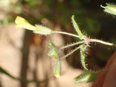 Erythranthe floribunda, photographed by George Williams