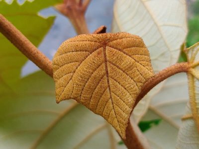 Mallotus tetracoccus, photographed by T R Shankar Raman