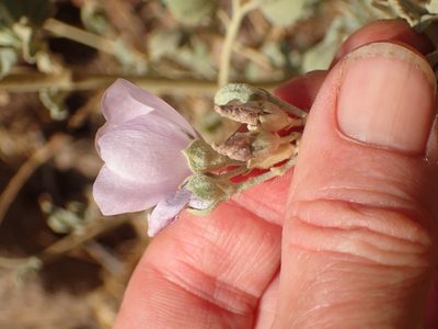 Malacothamnus nuttallii, photographed by George Williams
