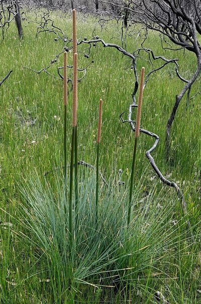 Xanthorrhoea concava, photographed by Max Campbell