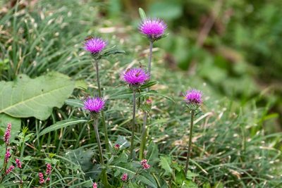 Cirsium oligophyllum, photographed by WATANABE Hitoshi 渡辺仁