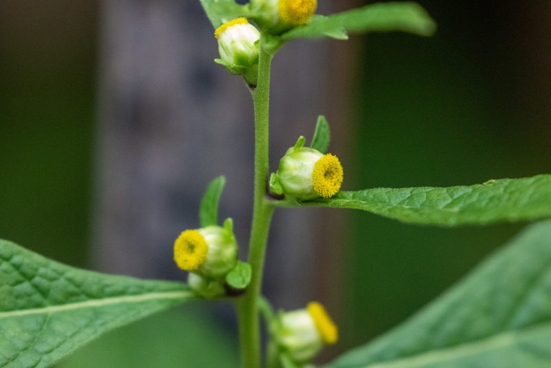 Carpesium abrotanoides, photographed by WATANABE Hitoshi 渡辺仁