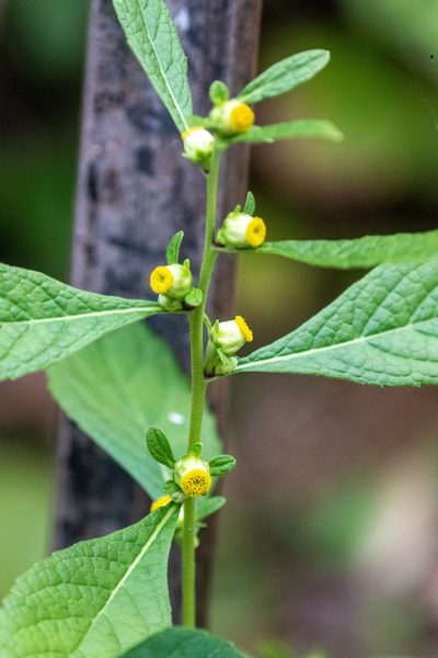 Carpesium abrotanoides, photographed by WATANABE Hitoshi 渡辺仁