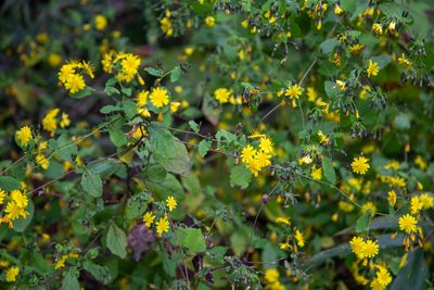 Crepidiastrum denticulatum, photographed by WATANABE Hitoshi 渡辺仁