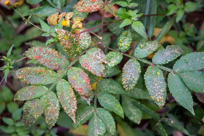 Rhus chinensis, photographed by WATANABE Hitoshi 渡辺仁