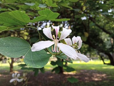 Bauhinia purpurea, photographed by Sabarni Sarker