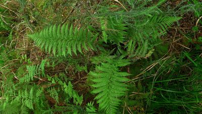 Dicksonia fibrosa, photographed by Sarah Richardson