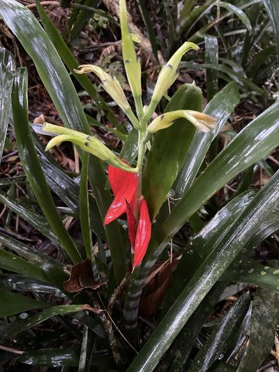 Billbergia amoena, photographed by Jean-Paul Boerekamps