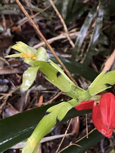 Billbergia amoena, photographed by Jean-Paul Boerekamps