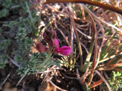 Indigofera burchellii, photographed by James Deacon