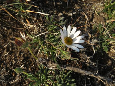 Dimorphotheca caulescens, photographed by James Deacon