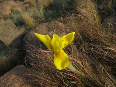 Moraea spathulata, photographed by James Deacon