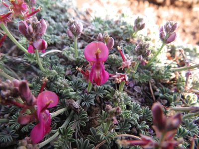 Indigofera burchellii, photographed by James Deacon