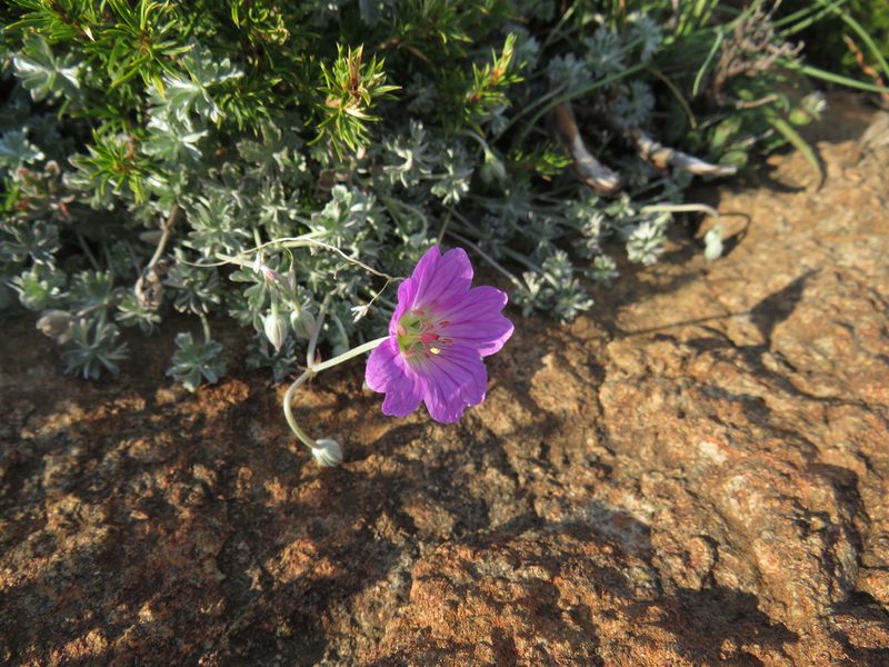 Geranium harveyi, photographed by James Deacon