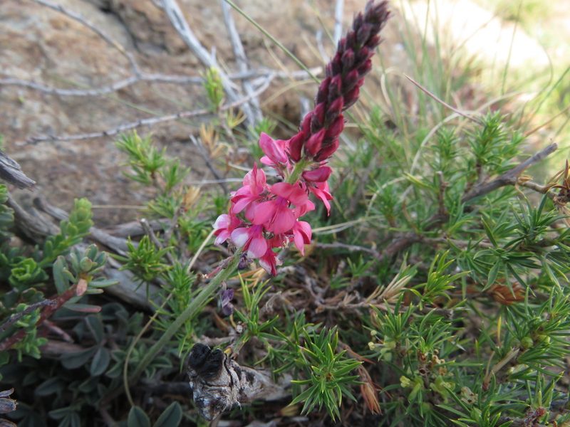 Indigofera mollis, photographed by James Deacon