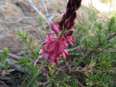 Indigofera mollis, photographed by James Deacon