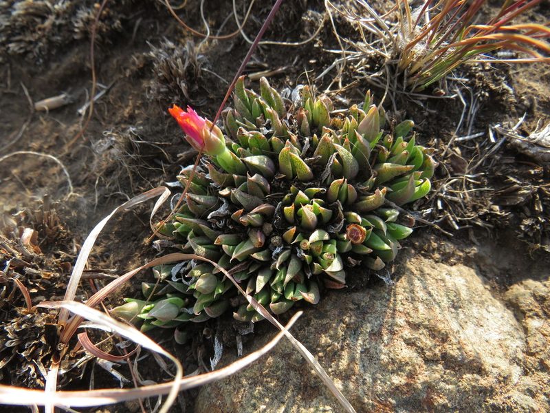Bergeranthus katbergensis, photographed by James Deacon