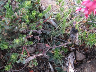 Indigofera mollis, photographed by James Deacon
