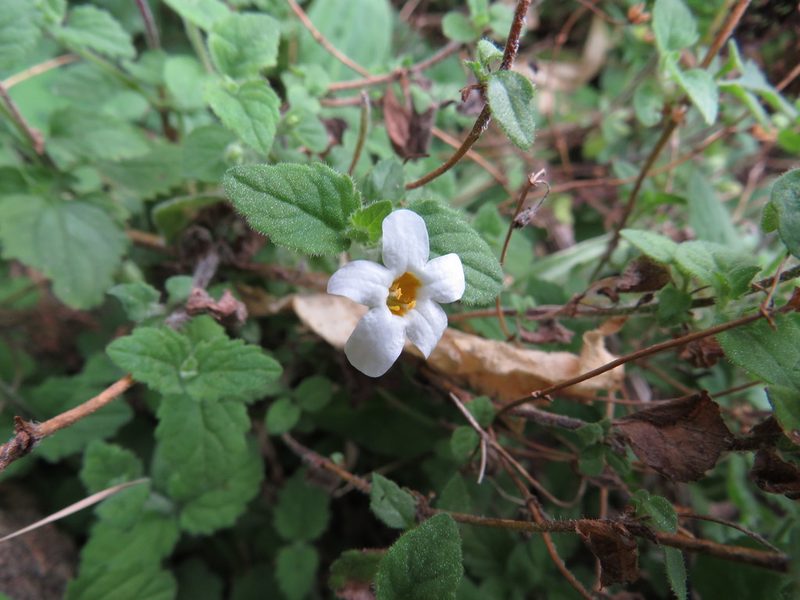 Chaenostoma halimifolium, photographed by James Deacon