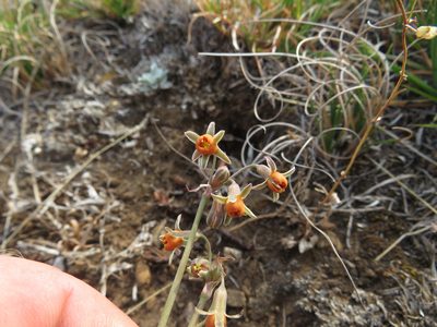 Tulbaghia acutiloba, photographed by James Deacon