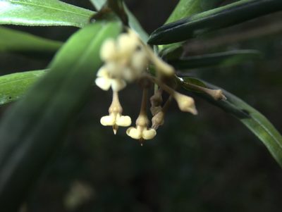 Parsonsia capsularis, photographed by Paul Bell-Butler