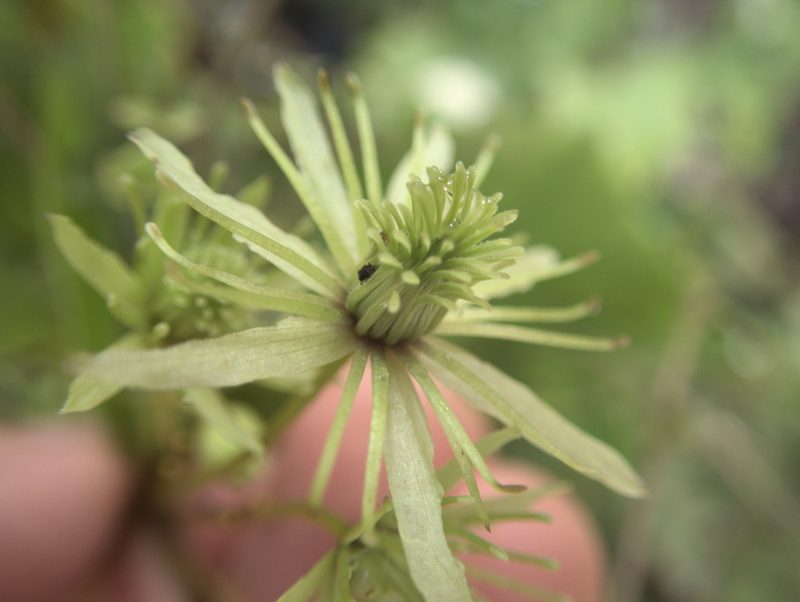 Clematis cunninghamii, photographed by Paul Bell-Butler