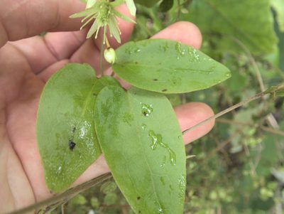Clematis cunninghamii, photographed by Paul Bell-Butler